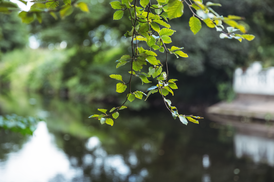 branches